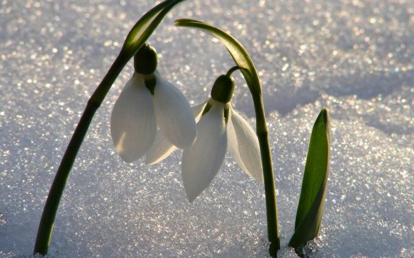 подснежник галантус голубой
