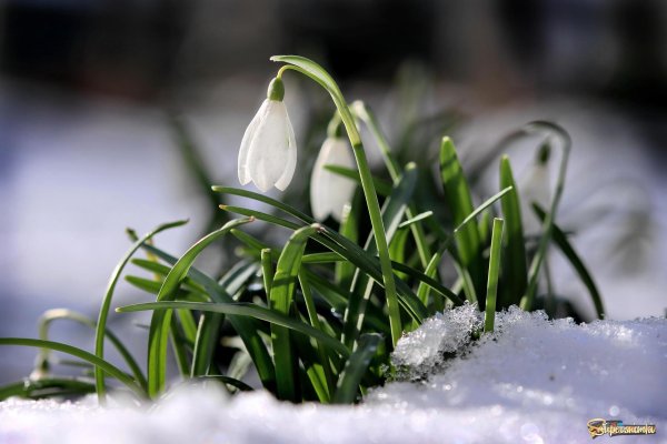 апрель подснежник чайковский