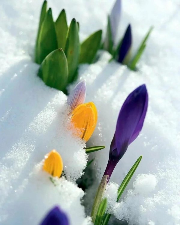 цветы из под снега
