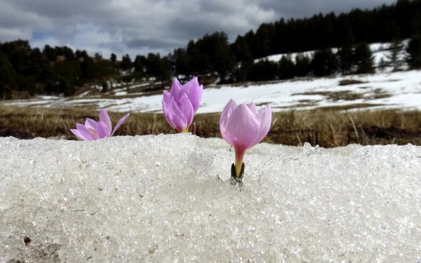 безвременник анкарский