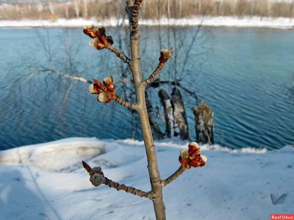 осина обыкновенная почки