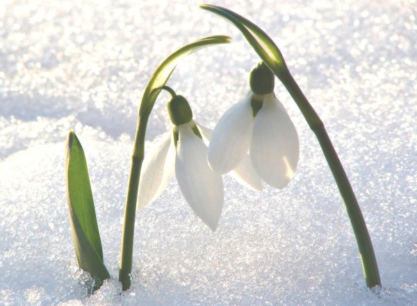 легенда о подснежнике 3 класс