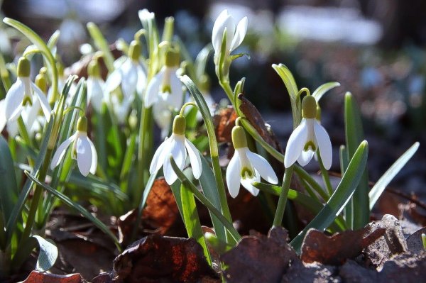 подснежник широколистный