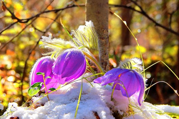 прострел сон трава