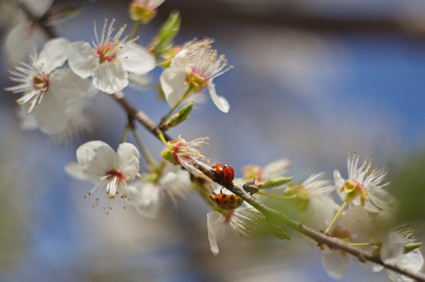 божья коровка насекомое