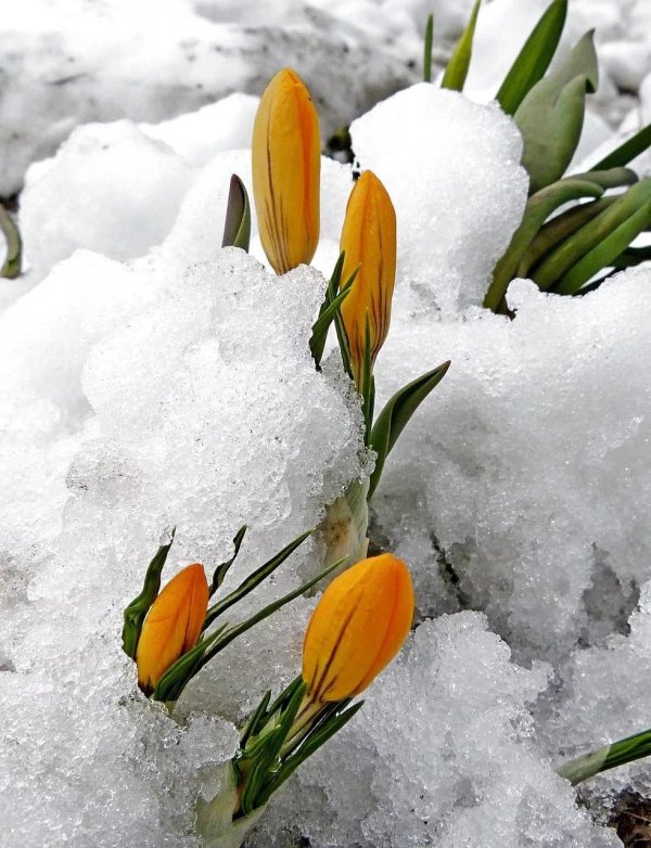 встречаем весну