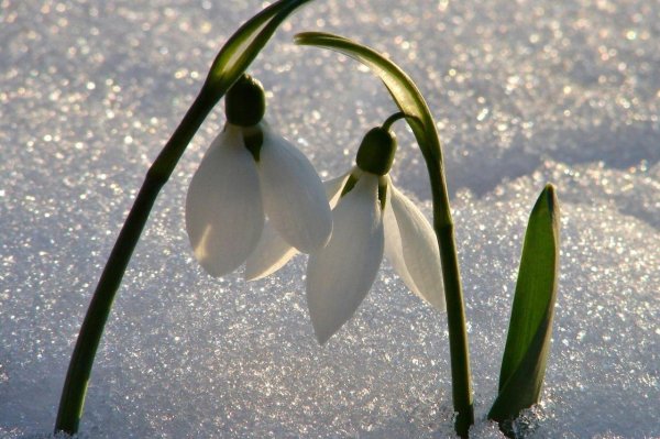 красивые подснежники