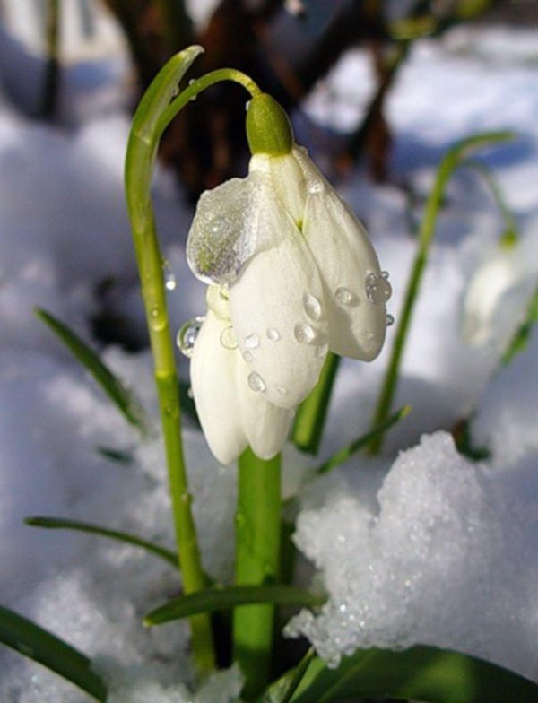 19 апреля день подснежника