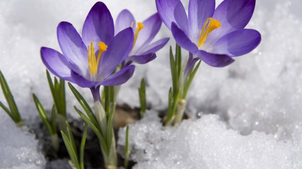 весенние первоцветы