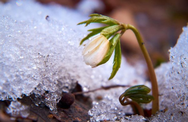 подснежник сибирский ветреница