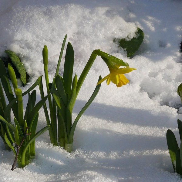 цветок нарцисс
