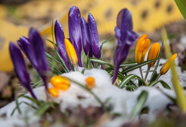 желтые первоцветы крокусы