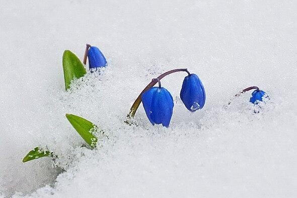 подснежники синие