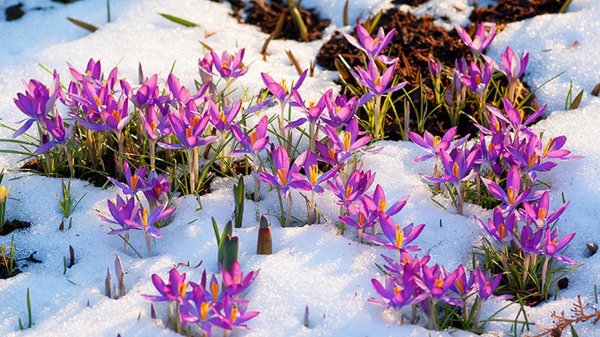 crocus tommasinianus