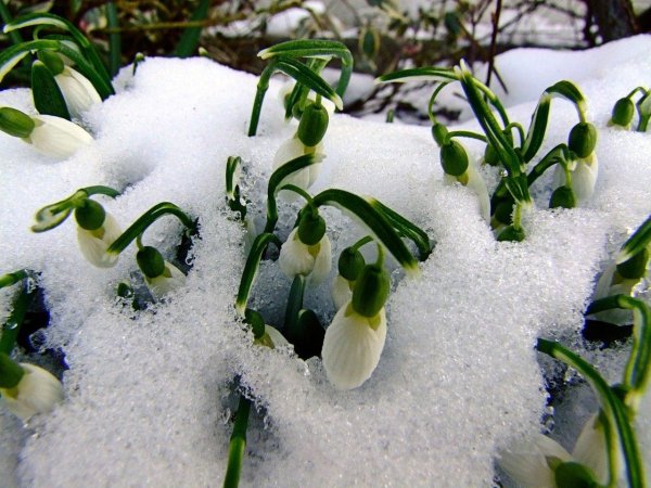 весенние капели