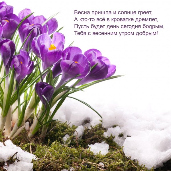 крокус цветок