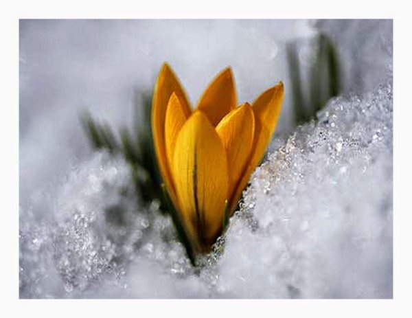 желтый крокус