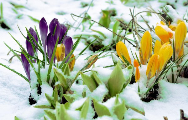 цветы из под снега