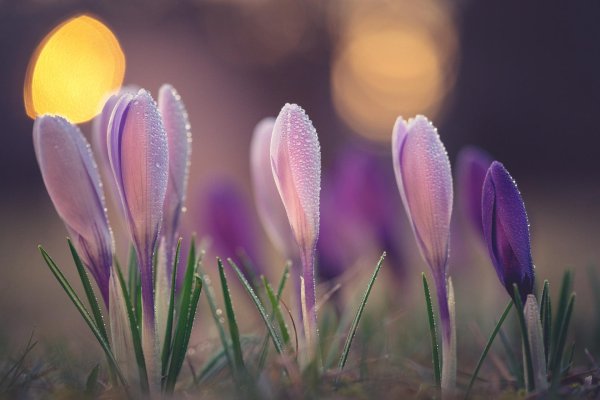 цветок крокус