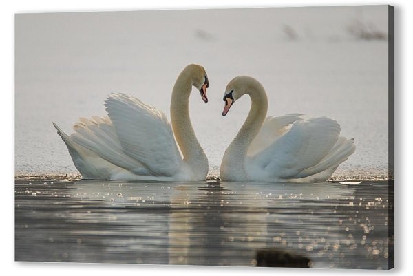 лебедь белая