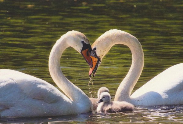 лебедь шипун питание