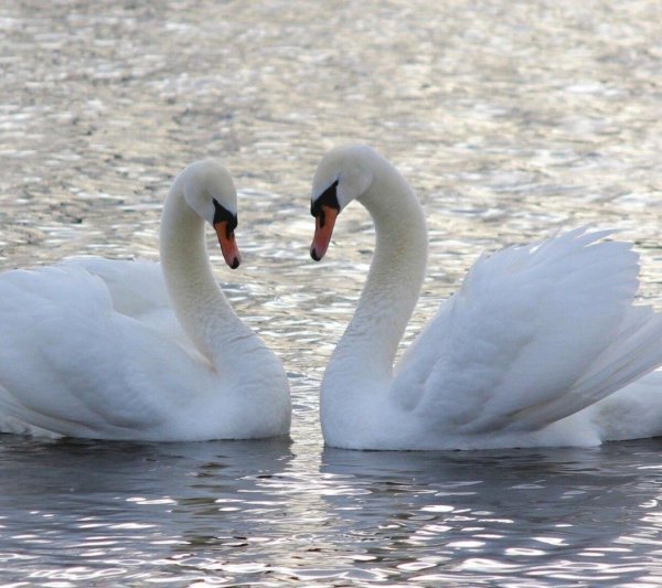 лебедь шипун