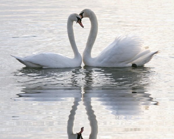 лебедь белая