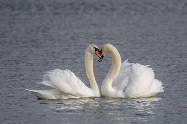 Лебеди любовь