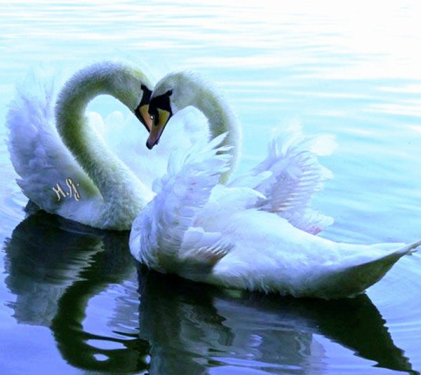 влюбленные лебеди