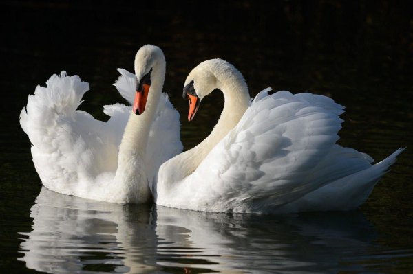 лебедь шипун