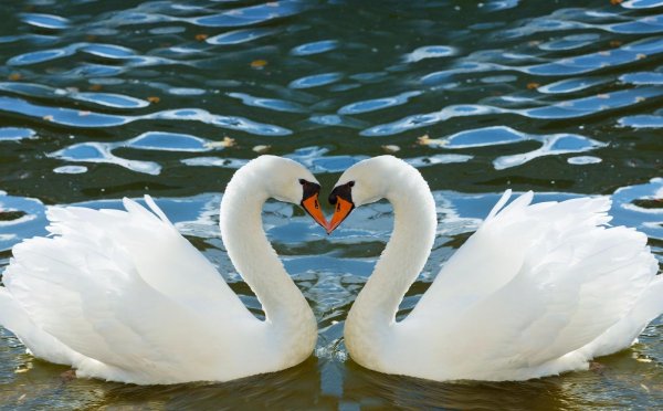 два лебедя