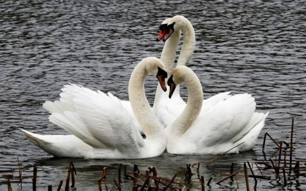 лебедь шипун