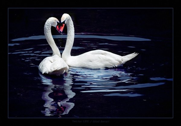 влюбленные лебеди