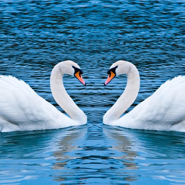 алмазная живопись лебединое озеро