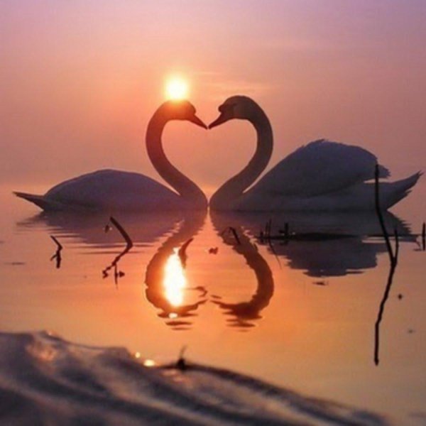 лебеди сердце