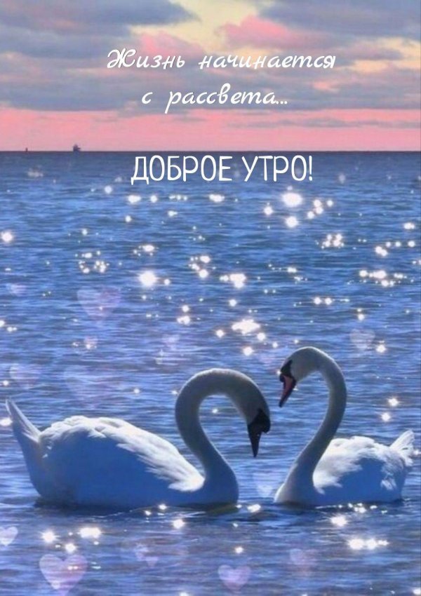 лебеди на воде