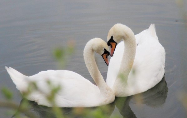 влюбленные лебеди