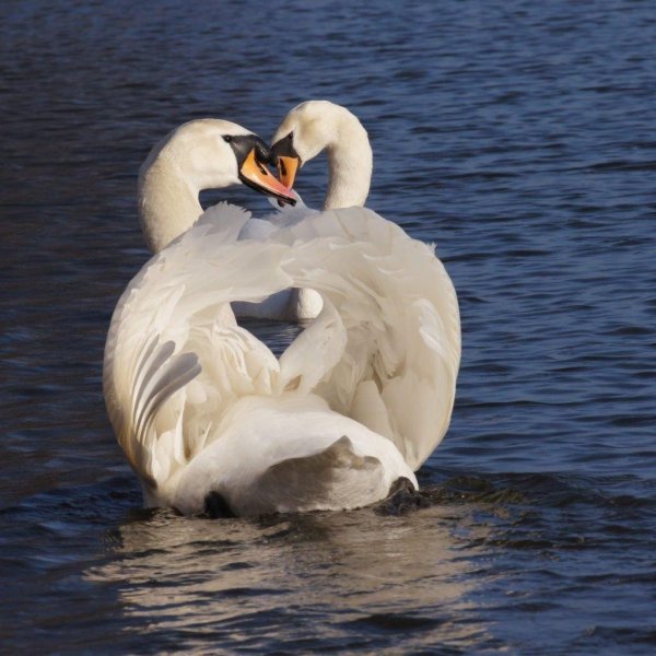 лебедь шипун пара