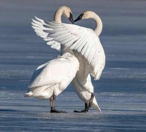 лебедь трубач