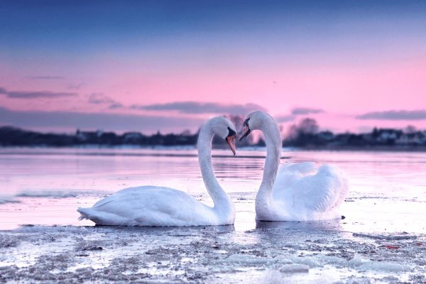 влюбленные лебеди