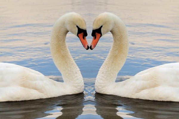 лебеди сердце