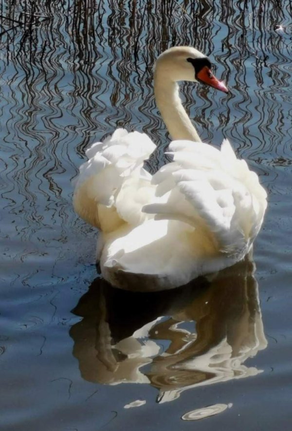 лебедь белая