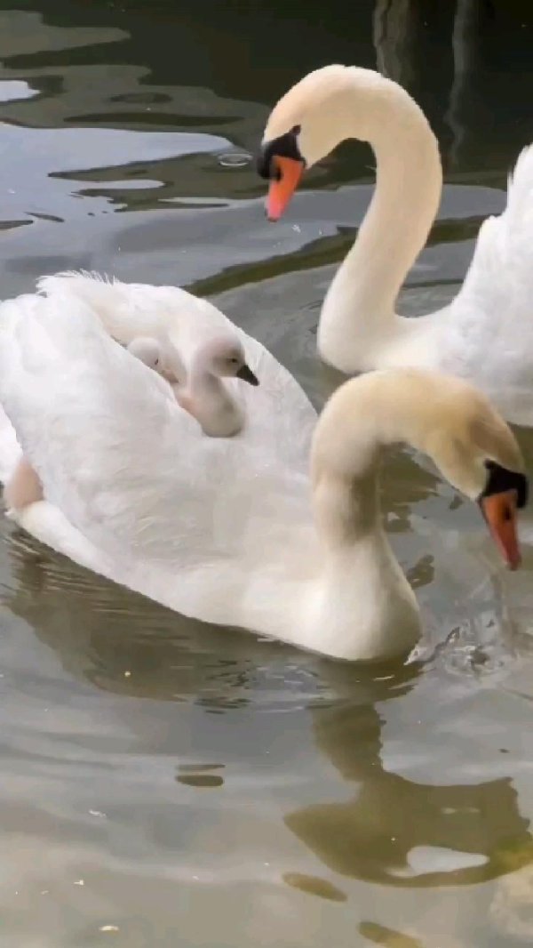 белый лебедь гадкий утенок