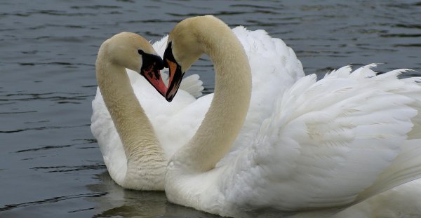 лебедь шипун