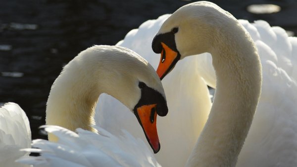 лебеди шипуны