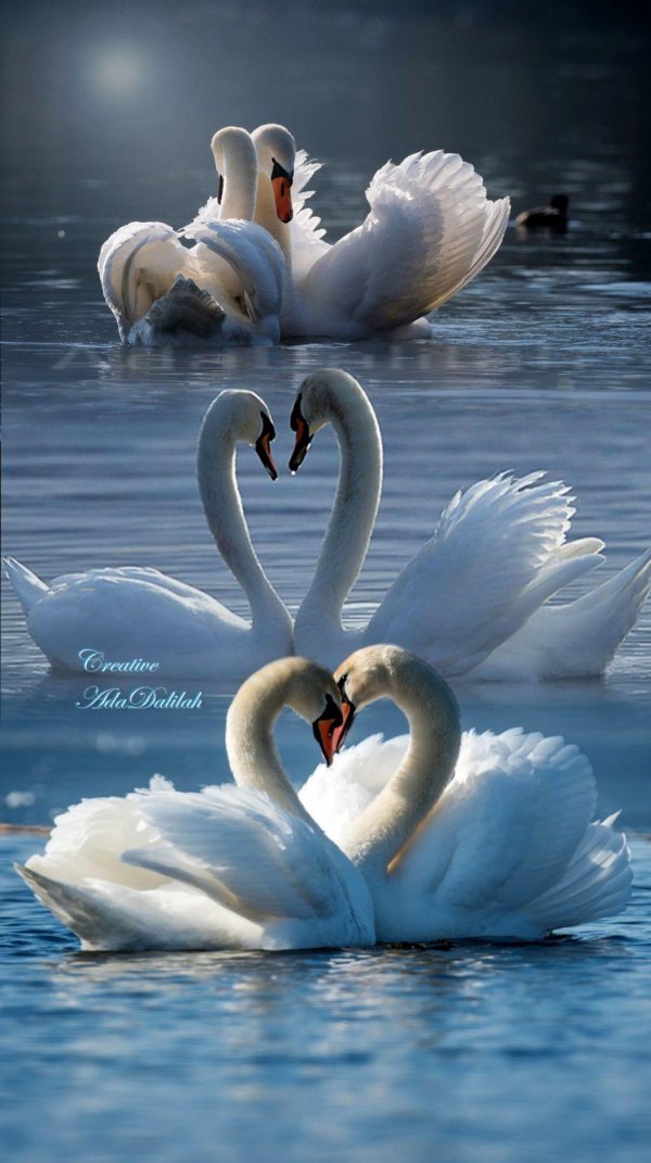 два лебедя