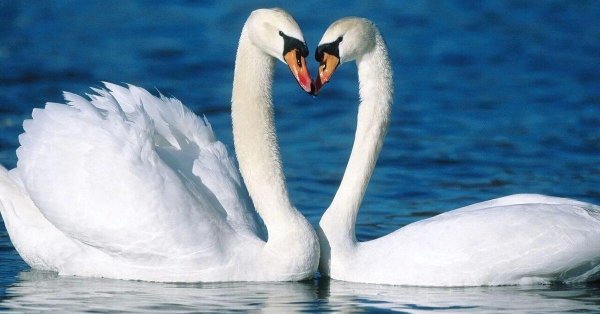 алмазная мозаика лебеди