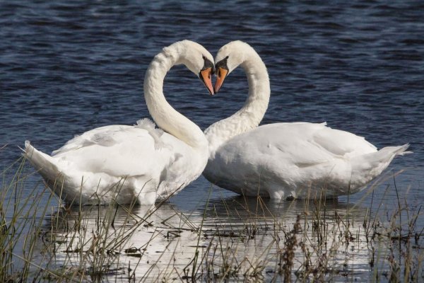 лебедь шипун пара