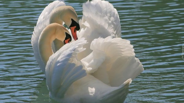 влюбленные лебеди
