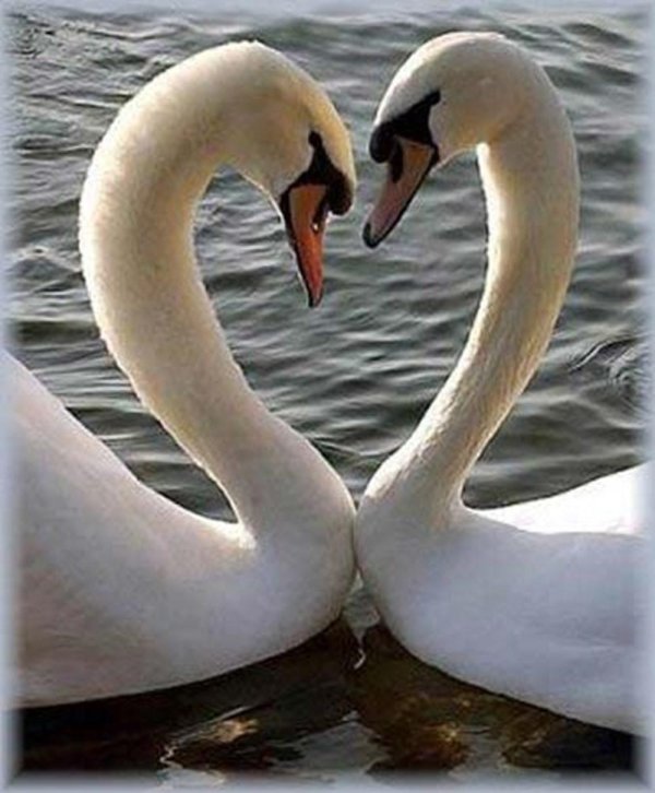 верность лебедей
